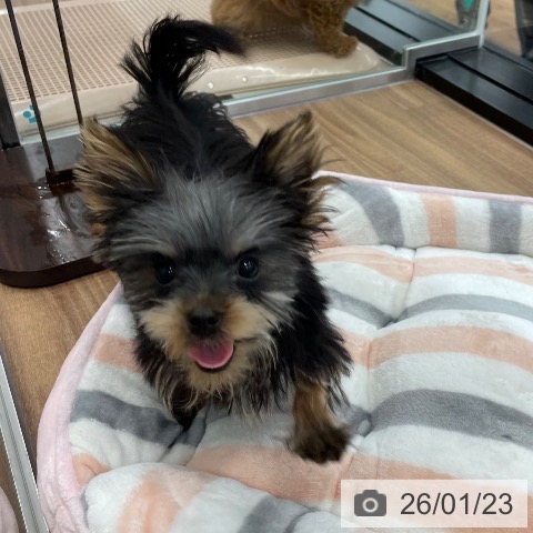 茨城県のヨークシャーテリア (ペッツワン つくば店/2025年9月24日生まれ/女の子/スチールブルータン)の子犬の3枚目の画像