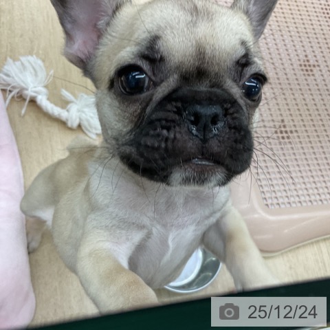 福島県のフレンチブルドッグ (ペットプラス 福島店/2025年10月15日生まれ/女の子/フォーン)の子犬の3枚目の画像