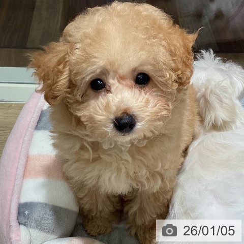 埼玉県のトイプードル(トイ) (ペットプラス イオンモール春日部店/2025年10月16日生まれ/男の子/オレンジフォーン)の子犬の4枚目の画像