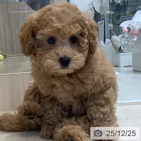 埼玉県のトイプードル(トイ) (ペットプラス クレアモール川越店/2025年10月16日生まれ/女の子/オレンジフォーン)の子犬の4枚目の画像