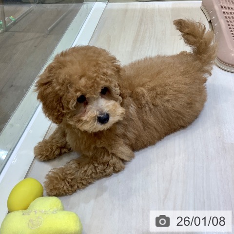 埼玉県のトイプードル(トイ) (ペットプラス クレアモール川越店/2025年10月16日生まれ/女の子/オレンジフォーン)の子犬の4枚目の画像