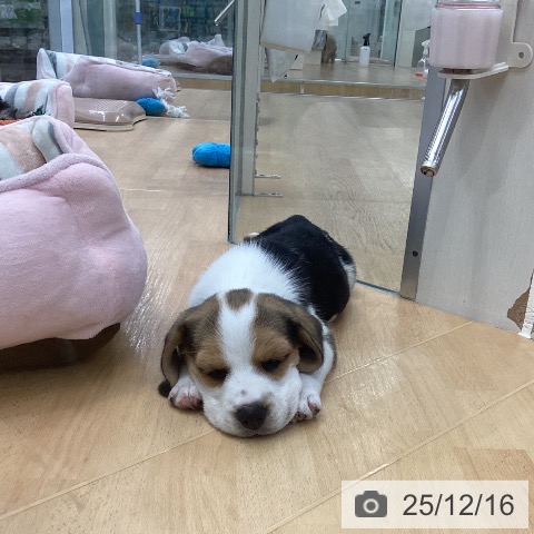 ビーグルの写真