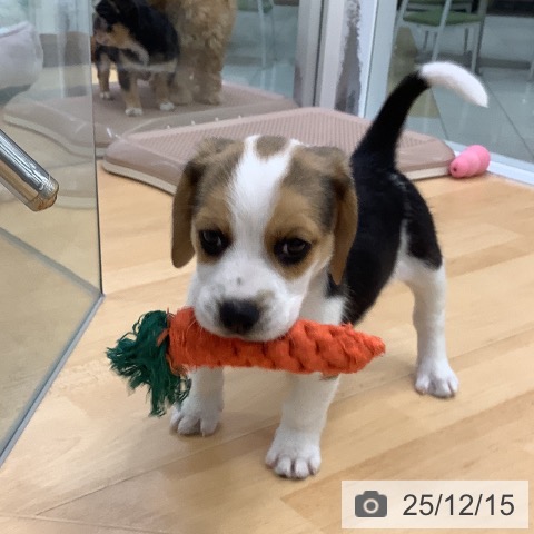 ビーグルの写真