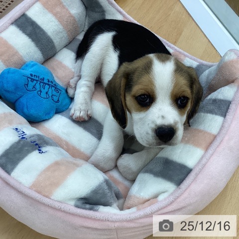 ビーグルの写真