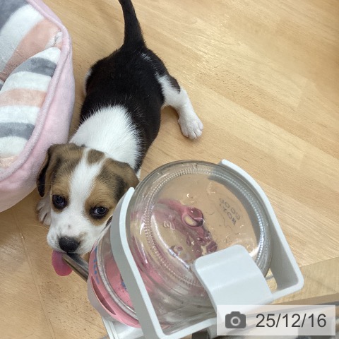 ビーグルの写真