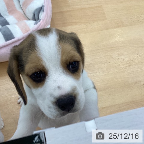 ビーグルの写真