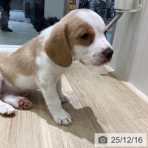 ビーグルの写真