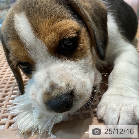 ビーグルの写真