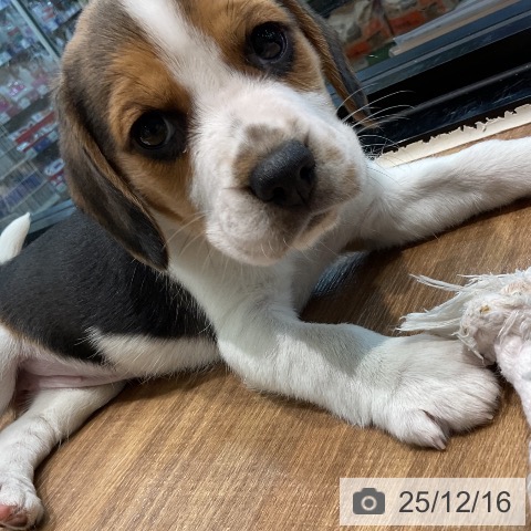 ビーグルの写真