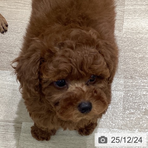 宮城県のトイプードル(トイ) (ペットプラス 名取店/2025年10月15日生まれ/女の子/レッド)の子犬の4枚目の画像