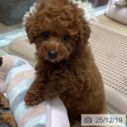 宮城県のトイプードル(トイ) (ペットプラス 名取店/2025年10月15日生まれ/女の子/レッド)の子犬の3枚目の画像