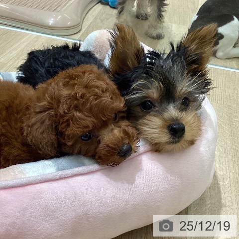 宮城県のトイプードル(トイ) (ペットプラス 名取店/2025年10月15日生まれ/女の子/レッド)の子犬の3枚目の画像