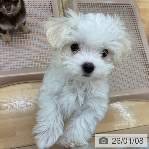 千葉県のマルチーズ (ペットプラス 八千代緑が丘店/2025年10月15日生まれ/男の子/ホワイト)の子犬の4枚目の画像