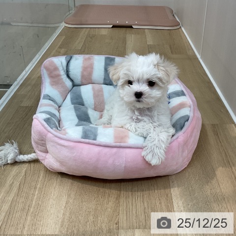 埼玉県のマルチーズ (ペットプラス ららぽーと新三郷店/2025年10月15日生まれ/女の子/ホワイト)の子犬の4枚目の画像