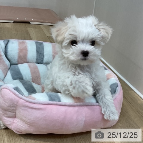 埼玉県のマルチーズ (ペットプラス ららぽーと新三郷店/2025年10月15日生まれ/女の子/ホワイト)の子犬の3枚目の画像