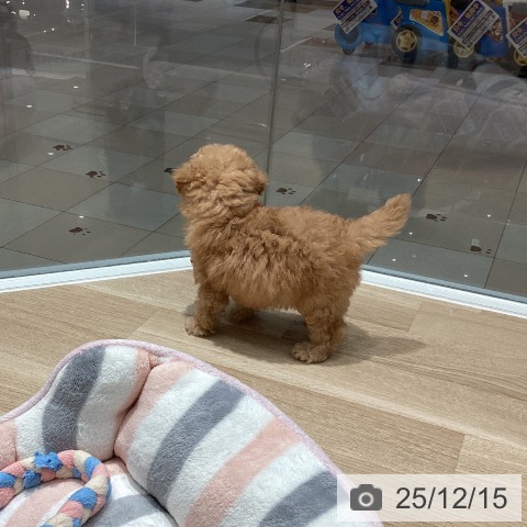 トイ・プードルの写真