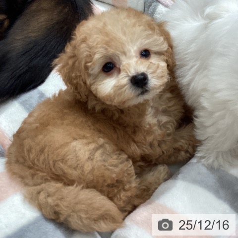 トイ・プードルの写真