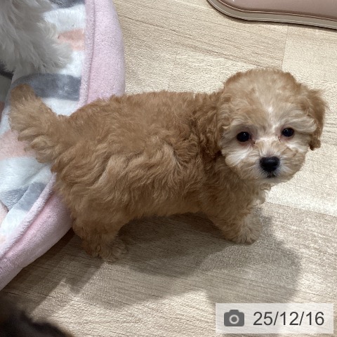 トイ・プードルの写真