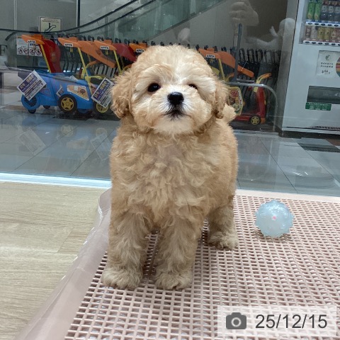 トイ・プードルの写真