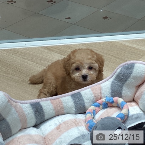 トイ・プードルの写真