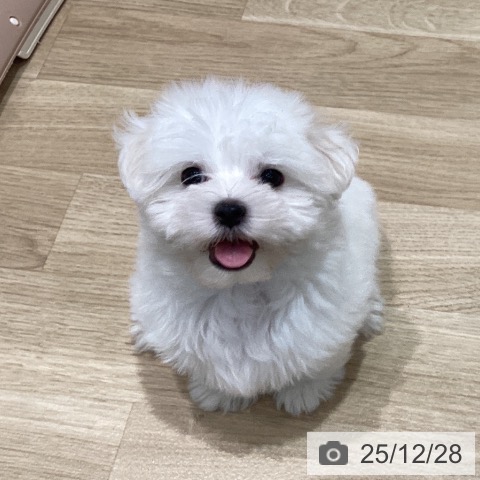 マルチーズの写真