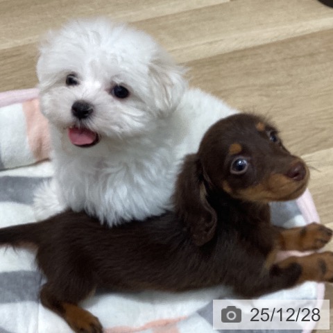 マルチーズの写真