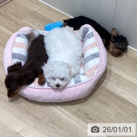 宮城県のマルチーズ (ペットプラス 仙台泉大沢店/2025年10月16日生まれ/女の子/ホワイト)の子犬の3枚目の画像