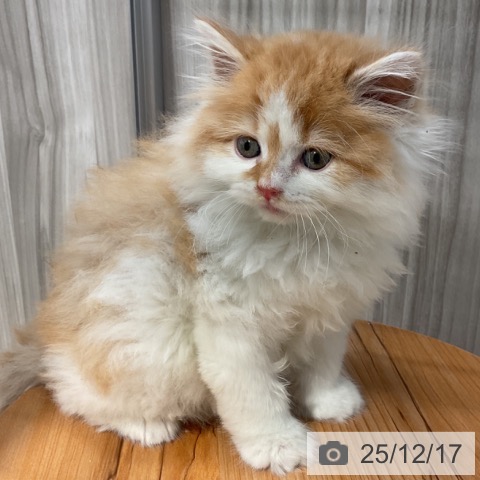 群馬県のスコティッシュフォールド (ペットプラス イオンモール太田店/2025年10月13日生まれ/男の子/レッドタビーホワイト)の子猫の3枚目の画像