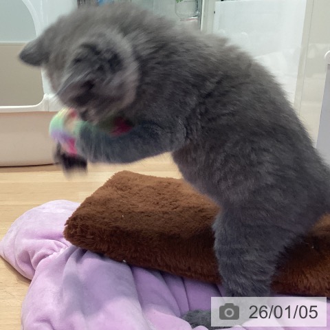 神奈川県のスコティッシュフォールド (ペットプラス 海老名店/2025年10月13日生まれ/女の子/ブルークリーム)の子猫の4枚目の画像