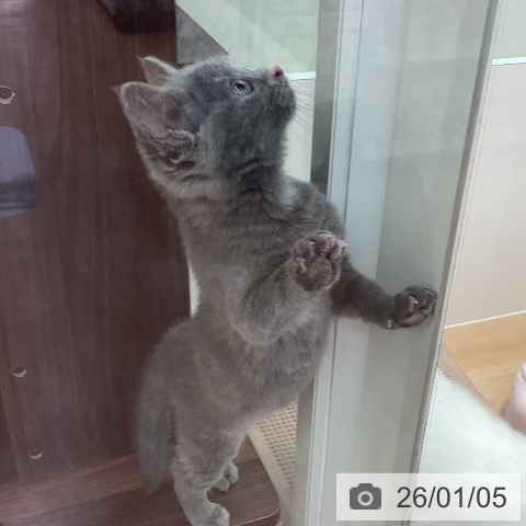 神奈川県のスコティッシュフォールド (ペットプラス 海老名店/2025年10月13日生まれ/女の子/ブルークリーム)の子猫の3枚目の画像