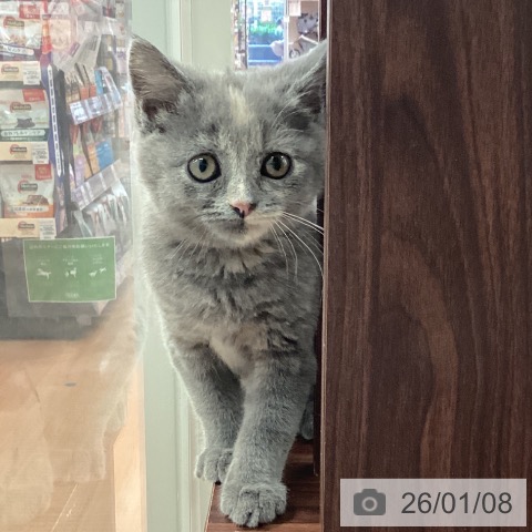 神奈川県のスコティッシュフォールド (ペットプラス 海老名店/2025年10月13日生まれ/女の子/ブルークリーム)の子猫の3枚目の画像