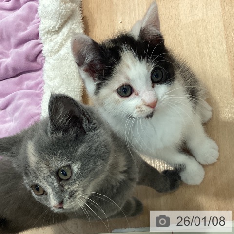 神奈川県のスコティッシュフォールド (ペットプラス 海老名店/2025年10月13日生まれ/女の子/ブルークリーム)の子猫の4枚目の画像