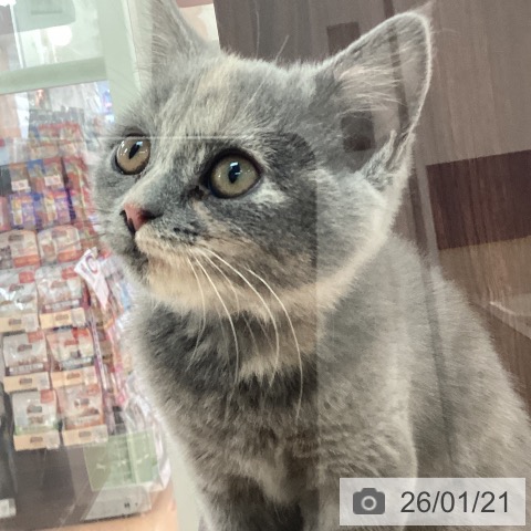 神奈川県のスコティッシュフォールド (ペットプラス 海老名店/2025年10月13日生まれ/女の子/ブルークリーム)の子猫の3枚目の画像