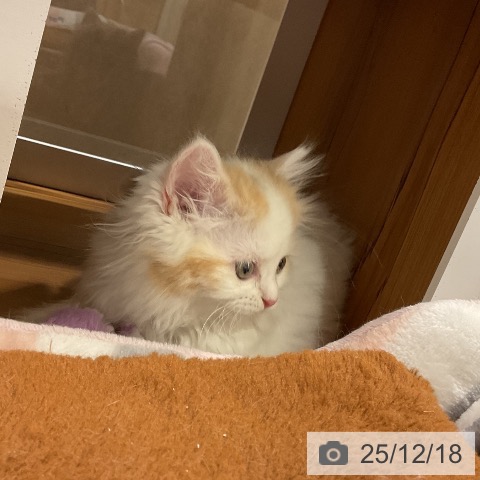 埼玉県のスコティッシュフォールド (ペットプラス 上尾店/2025年10月13日生まれ/女の子/ダイリュートキャリコ)の子猫の4枚目の画像