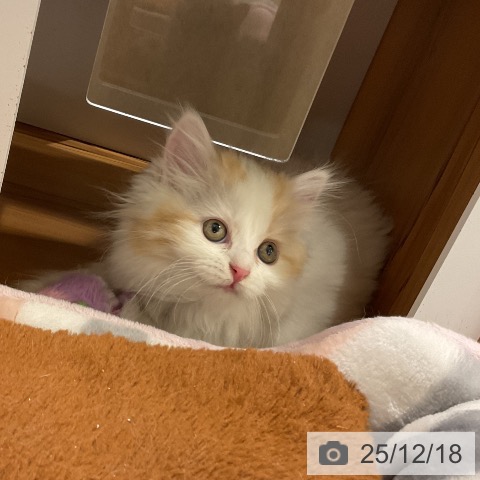 埼玉県のスコティッシュフォールド (ペットプラス 上尾店/2025年10月13日生まれ/女の子/ダイリュートキャリコ)の子猫の3枚目の画像