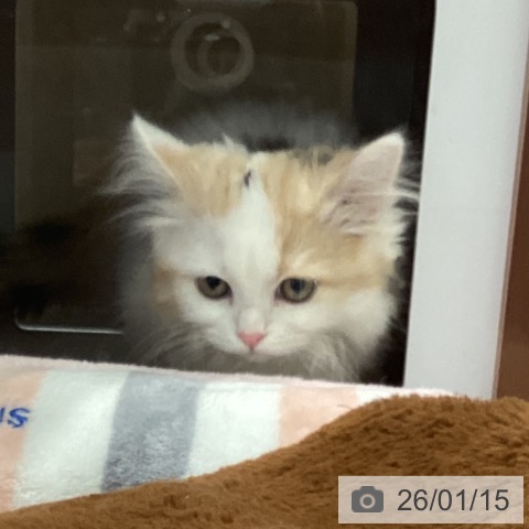 埼玉県のスコティッシュフォールド (ペットプラス 上尾店/2025年10月13日生まれ/女の子/ダイリュートキャリコ)の子猫の3枚目の画像