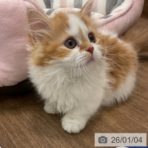 千葉県のマンチカン (ペッツワン 千葉ニュータウン店/2025年10月16日生まれ/女の子/レッドタビーホワイト)の子猫の3枚目の画像