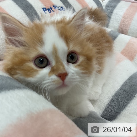 千葉県のマンチカン (ペットプラス 船橋店/2025年10月16日生まれ/女の子/レッドタビーホワイト)の子猫の3枚目の画像