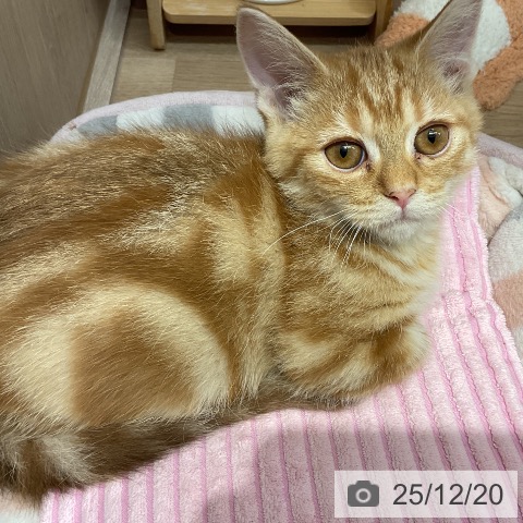 埼玉県のマンチカン (ペットプラス 与野店/2025年9月30日生まれ/女の子/レッドタビー)の子猫の4枚目の画像