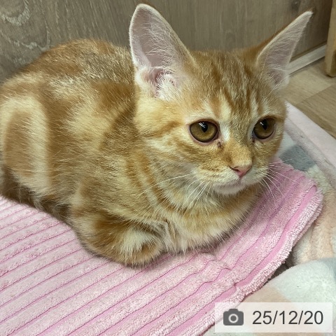 埼玉県のマンチカン (ペットプラス 与野店/2025年9月30日生まれ/女の子/レッドタビー)の子猫の3枚目の画像