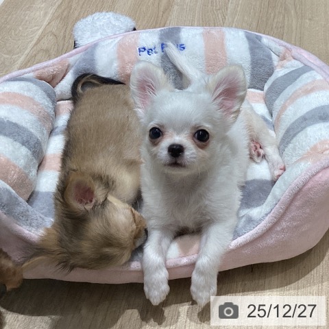 宮城県のチワワ(ロング) (ペットプラス 仙台上杉店/2025年10月16日生まれ/男の子/ホワイトクリーム)の子犬の4枚目の画像