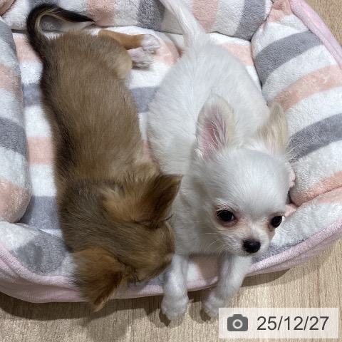 宮城県のチワワ(ロング) (ペットプラス 仙台上杉店/2025年10月16日生まれ/男の子/ホワイトクリーム)の子犬の4枚目の画像