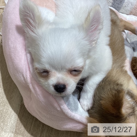 宮城県のチワワ(ロング) (ペットプラス 仙台上杉店/2025年10月16日生まれ/男の子/ホワイトクリーム)の子犬の3枚目の画像