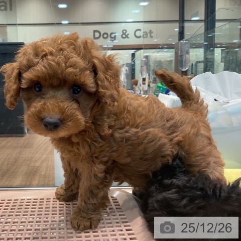 埼玉県のトイプードル(トイ) (ペッツワン 新座店/2025年10月16日生まれ/女の子/レッド)の子犬の3枚目の画像