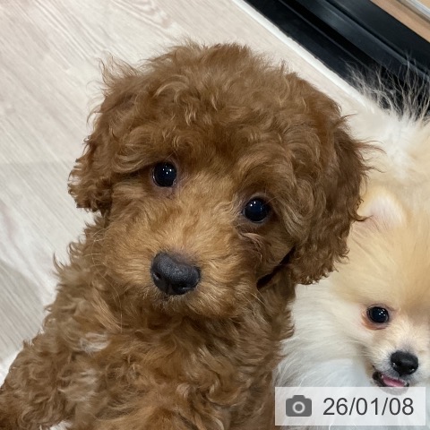 埼玉県のトイプードル(トイ) (ペッツワン 新座店/2025年10月16日生まれ/女の子/レッド)の子犬の4枚目の画像