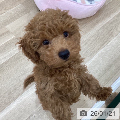 群馬県のトイプードル(トイ) (ペットプラス 前橋店/2025年10月16日生まれ/男の子/レッド)の子犬の4枚目の画像