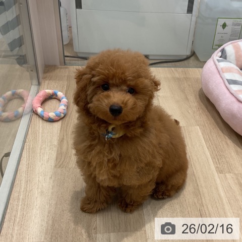 群馬県のトイプードル(トイ) (ペットプラス イオンモール太田店/2025年10月16日生まれ/男の子/レッド)の子犬の4枚目の画像