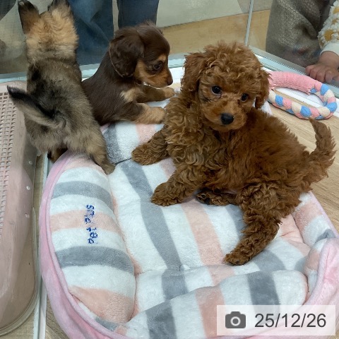 群馬県のトイプードル(トイ) (ペットプラス 前橋店/2025年10月16日生まれ/男の子/レッド)の子犬の3枚目の画像