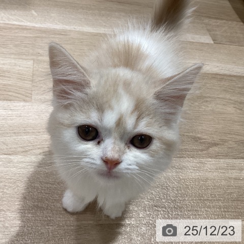 千葉県のスコティッシュフォールド (ペットプラス 木更津店/2025年9月28日生まれ/女の子/クリームホワイト)の子猫の4枚目の画像