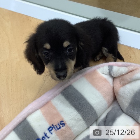 埼玉県のミニチュアダックスフンド(ロング) (ペットプラス 羽生店/2025年10月9日生まれ/男の子/ブラックタン)の子犬の3枚目の画像